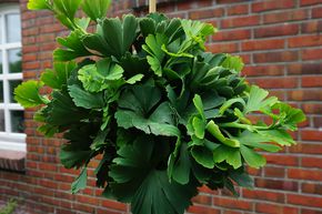 Arbre � ginkgo haute tige 'Troll'