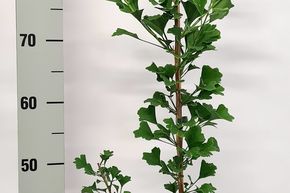 Arbre aux 40 �cus 'Obelisk'
