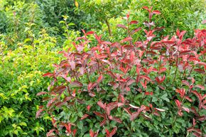Photinia 'Camilvy'