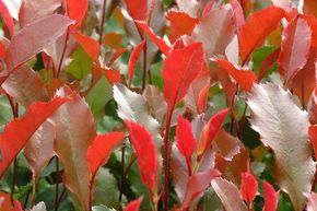 Photinia 'Corallina�'