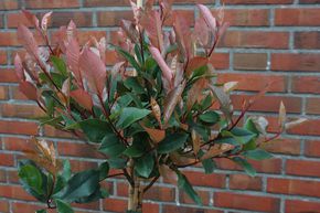 Photinia 'Little Red Robin' haute tige