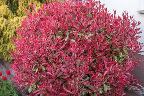 Photinia 'Pink Marble'