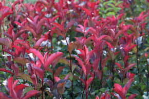 Photinia 'Red Robin'