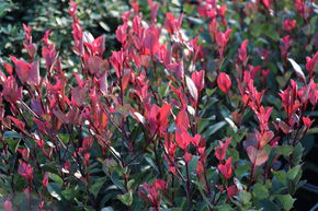 Photinia 'Little Red Robin'