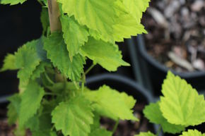 Houblon dor&eacute; 'Aureus'