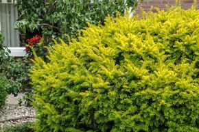 If d'or 'Semperaurea'