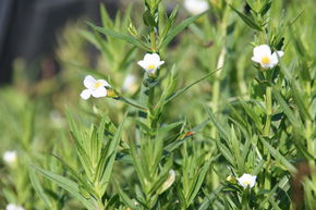 Gratiole officinale