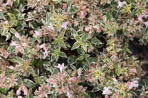Ab�lia � grandes fleurs 'Sparkling Silver'