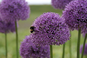 Ail 'Gladiator'