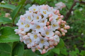 Viorne boule de neige odorante � grandes fleurs