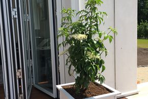 Sureau noir 'Green Tower' - colonnaire