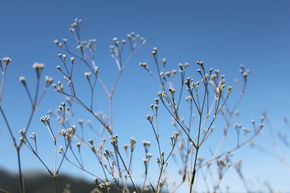 Gypsophile panicul� 'Schneeflocke'