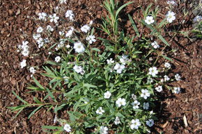 Gypsophile rampante 'Filou White'