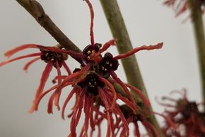 Hamam�lis 'B�hlje's Feuerzauber'