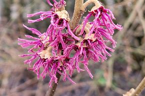 Hamam�lis 'Amethyst'