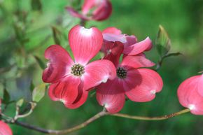 Cornouiller � fleurs 'Rubra'