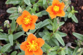 H�lianth�mes 'Bronzeteppich'