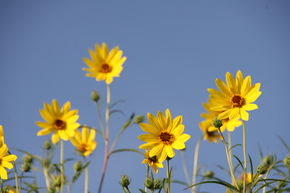 Tournesol � feuille de saule