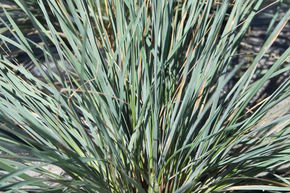 Avoine vivace 'Saphirsprudel'