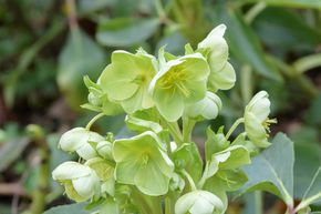 Hell�bore argutifolius