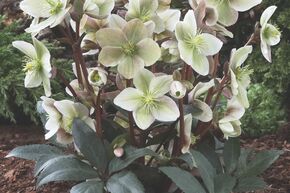 Hell�bore 'Winter Sunshine'