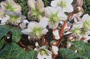 Hell�bore 'Winter Moonbeam'