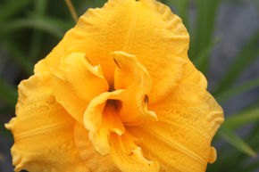 H�m�rocalle hybride 'Pojo'