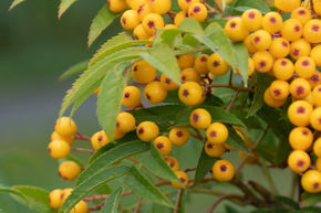 Sorbier des oiseleurs 'Autumn Spire'� - plante XXL