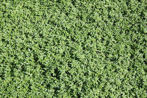 Turquette 'Serpyllifolia'