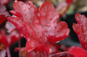 Heuch�re 'Peach Flamb�'