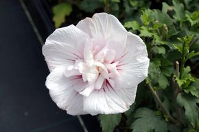 Hibiscus, guimauve 'China Chiffon�'