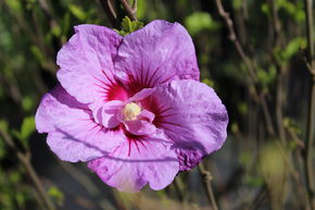 Hibiscus, Alth�a 'Lavender Chiffon�' - rose