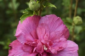 Hibiscus, guimauve 'Magenta Chiffon�'