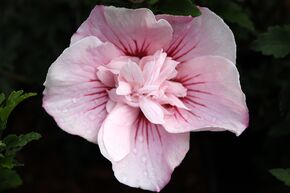 Hibiscus, guimauve 'Pink Chiffon�'