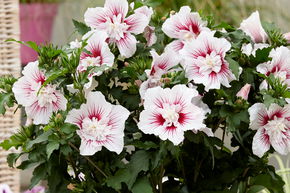 Hibiscus, guimauve 'Starburst Chiffon�'
