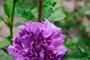 Hibiscus 'French Cabaret Purple�'