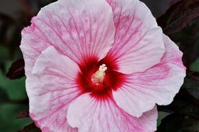 Hibiscus des marais 'Kopper King'