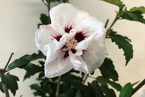Hibiscus, guimauve 'Speciosus'