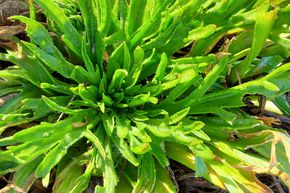 Plantain corne-de-cerf 'Erba Stella'