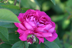 Rosier 'Charles de Mills'