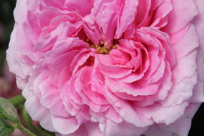 Rosier 'K�nigin von D�nemark'