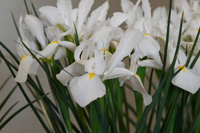Iris de Hollande 'Alaska�'