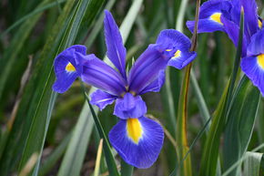 Iris de Hollande 'Blue Magic�'