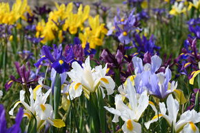 Iris hollandais - m�lange
