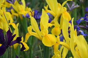 Iris de Hollande 'Stronggold�'