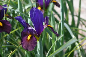 Iris de Hollande 'Tigereye�'