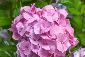 Hortensia, Hortensia boule 'Bela�' rose