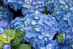 Hortensia, Hortensia boule 'Bela�' bleu