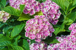 Hortensia, Hortensia bavarois 'Bavaria�'