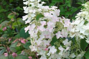 Hortensia, Hortensia en grappes 'Unique'